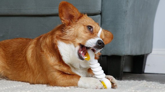 Hartz chew n clean safe to eat cheap