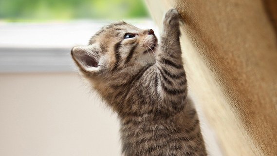 Hill's science diet indoor kitten top