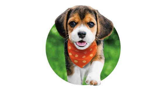 IAMS Proactive Health Smart Small Breed Puppy with Real Chicken Dry Dog Food 7 lb bag Chewy