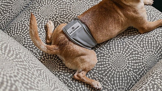Male dog pee bands 2025