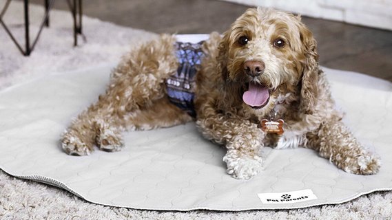 Pet parents pee pads shop