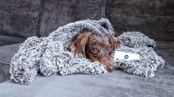 Dog blanket chewy deals