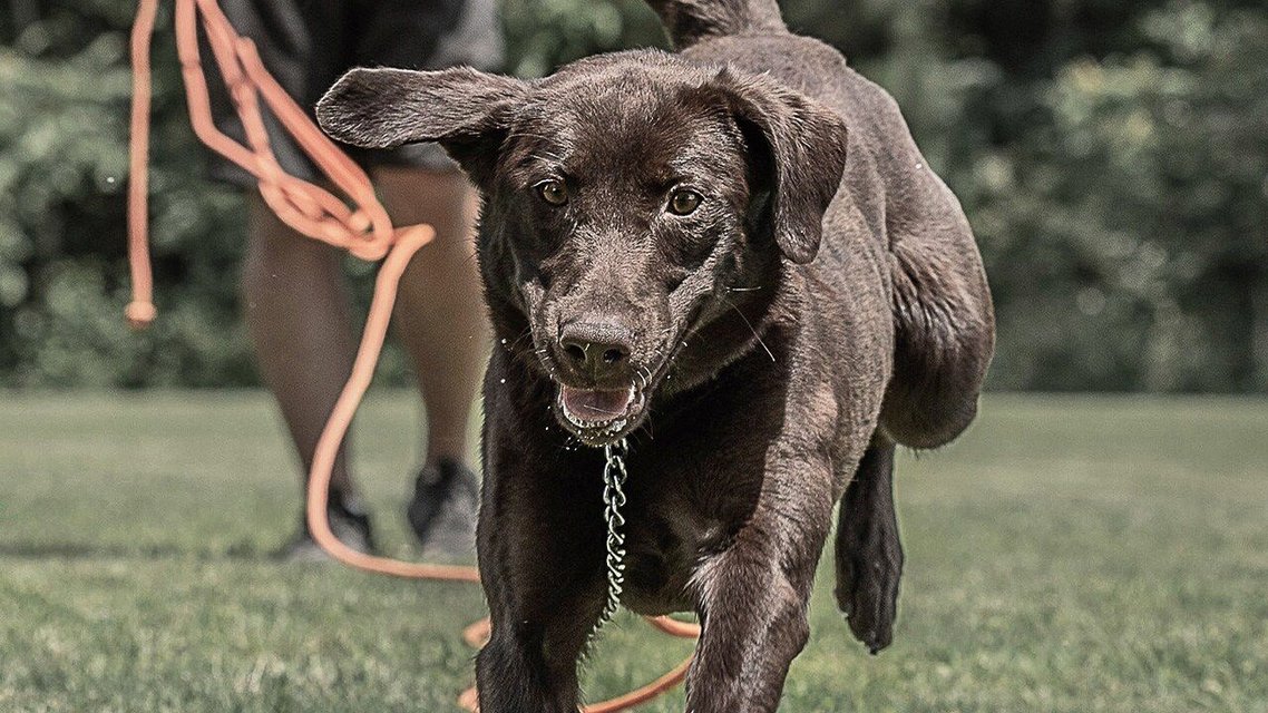 SPORTDOG NoBark 10 Standard Waterproof Rechargeable Dog Bark Shock