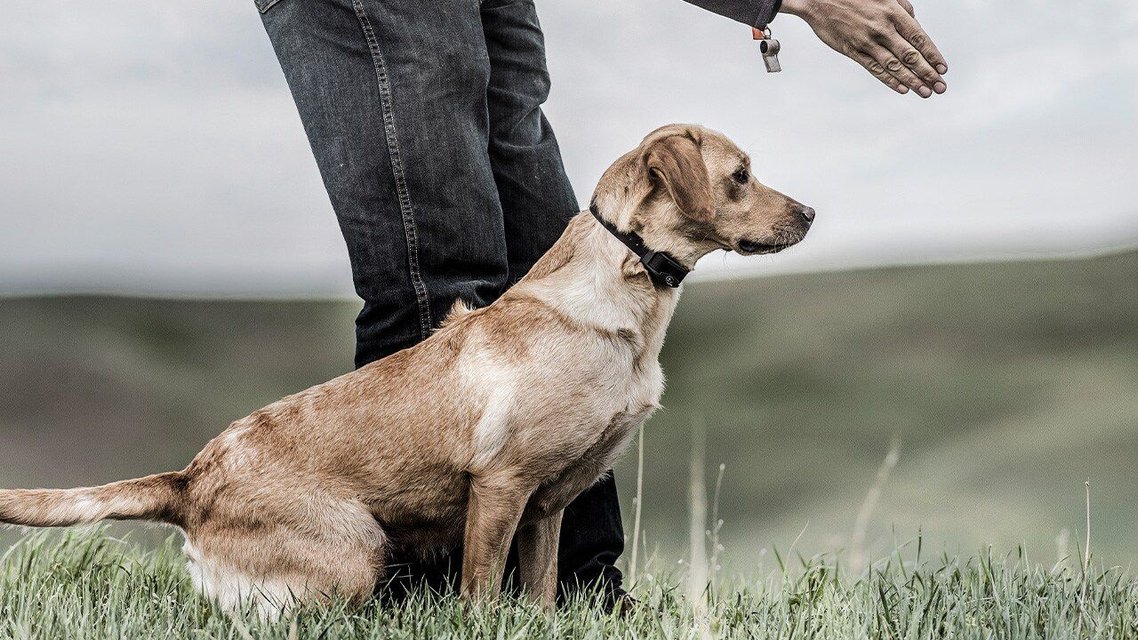 SPORTDOG YardTrainer Training Dog Shock Collar, Model 300