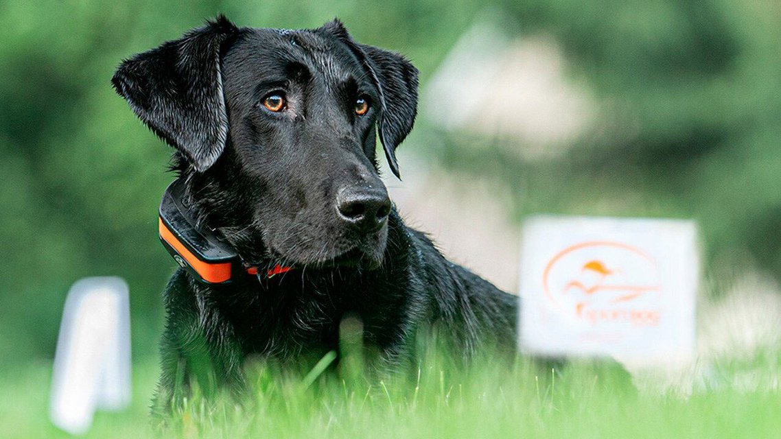 SPORTDOG NoBark SBCR Waterproof Rechargeable Dog Bark Shock Collar