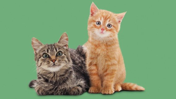 Viralys for cats sale