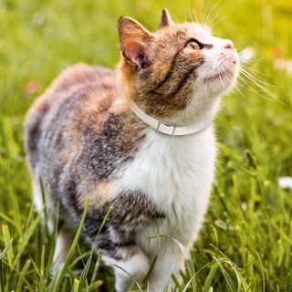 Hartz ultraguard plus collar for cats online