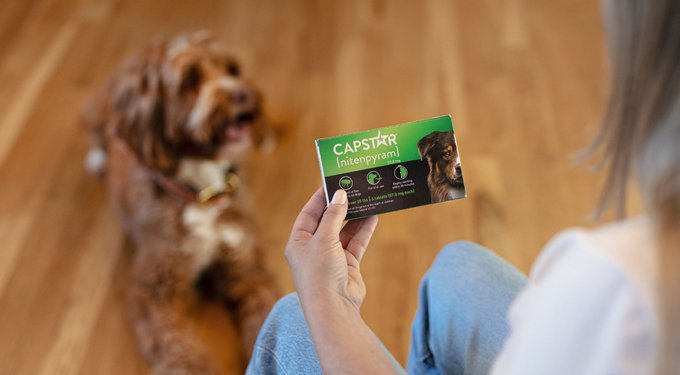 Capstar Flea Oral Treatment for Dogs, over 25 lbs