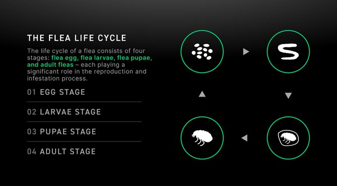 Capstar Flea Oral Treatment for Dogs, over 25 lbs