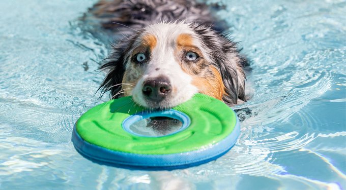 Chuckit! Ultra Duo Tug Tough Dog Toy
