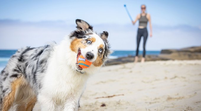 Chuckit! Ultra Duo Tug Tough Dog Toy