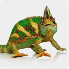 Chameleon