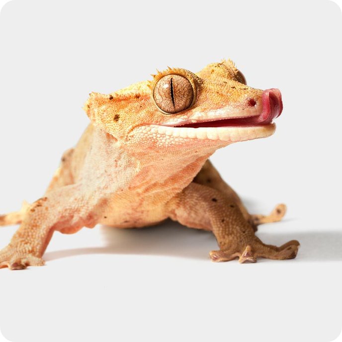 Crested Gecko