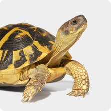 Tortoise