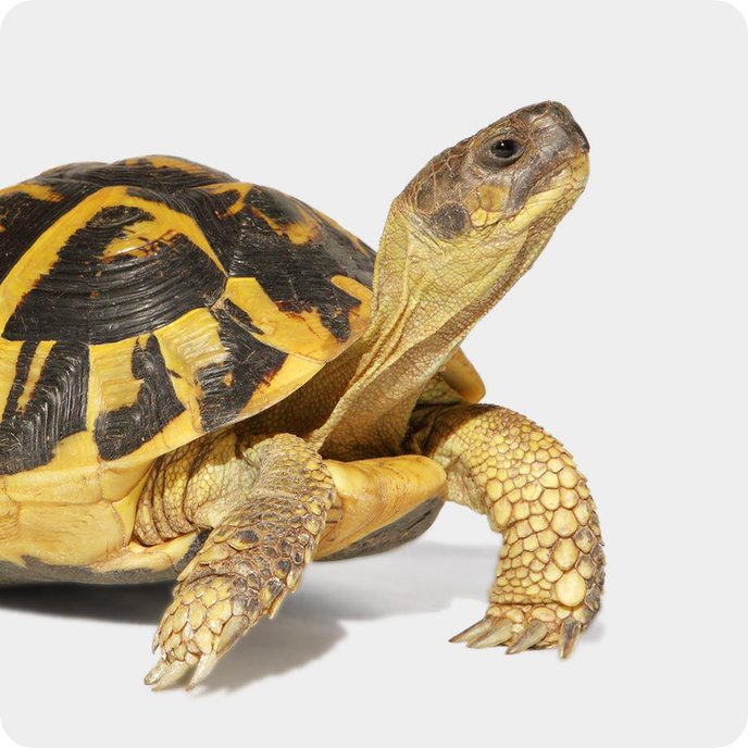 Tortoise