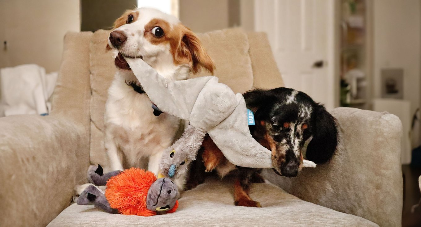 BARK Dog Toys from the makers of BarkBox (Free Shipping) | Chewy