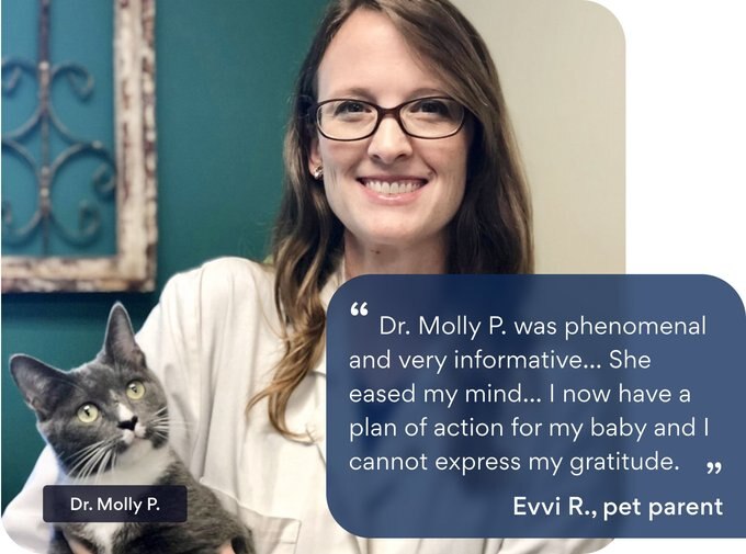 Best ask a vet free online now 2025