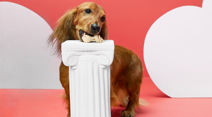 DreamBone CollaYUMS Twists Plus Collagen Chicken & Peanut Butter Flavor Dog Treat Chew