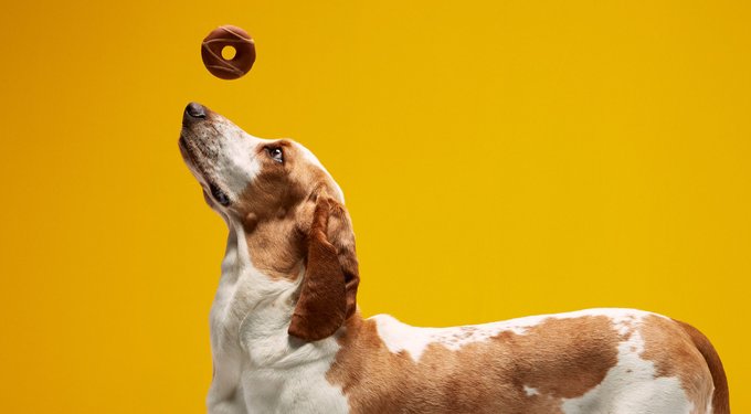 DreamBone CollaYUMS Twists Plus Collagen Chicken & Peanut Butter Flavor Dog Treat Chew