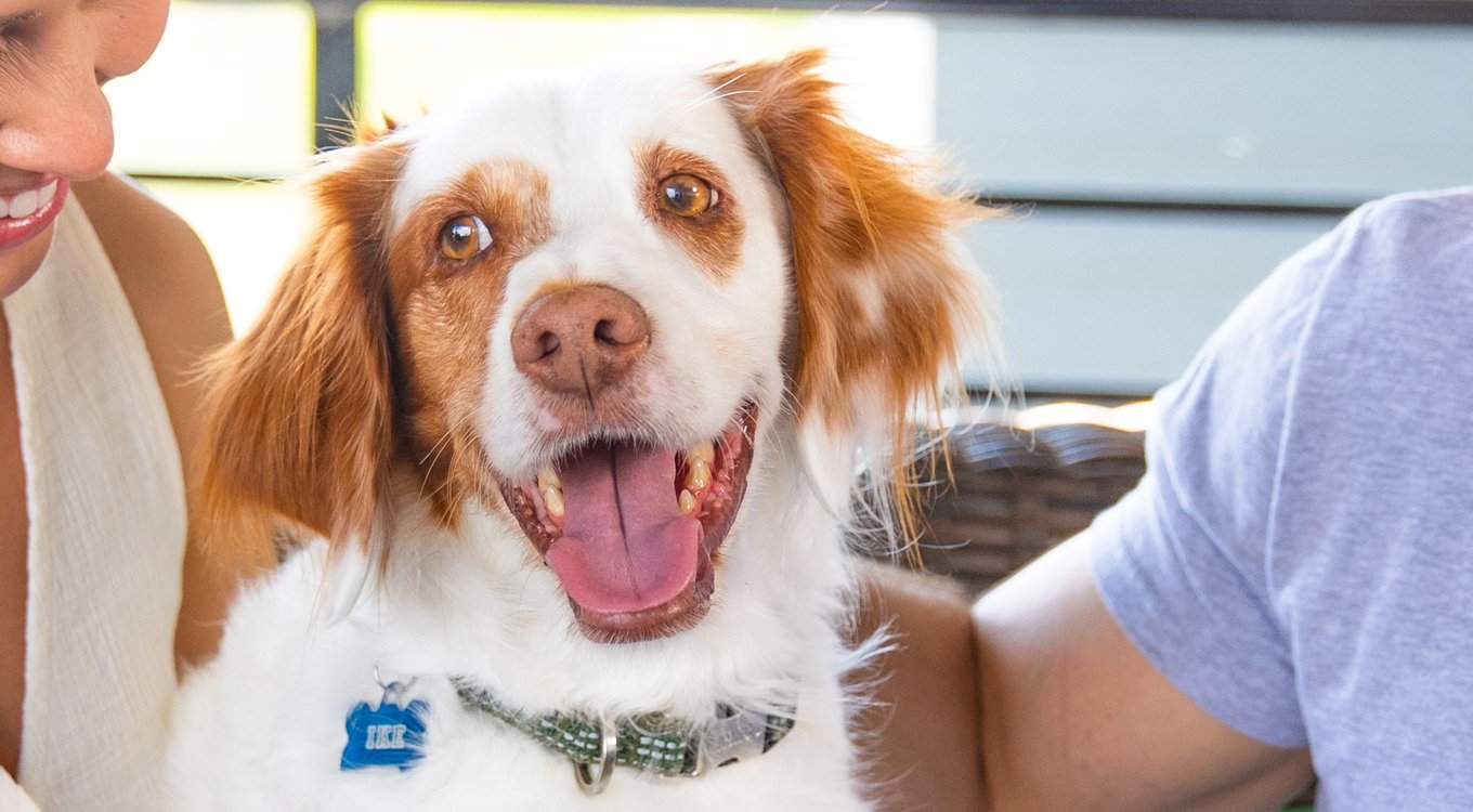 FURMINATOR Dog Grooming Rake