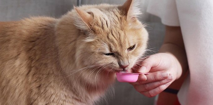 Hartz Delectables Lickable Spoon Variety Pack Handheld Creamy Cat Treats