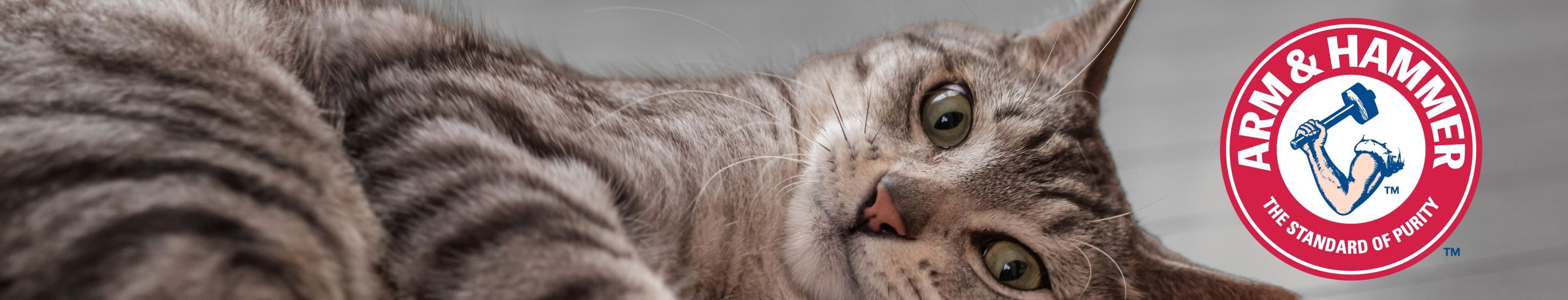 Arm & Hammer Litter Clump & Seal Multi-Cat Scented Clumping Clay Cat Litter