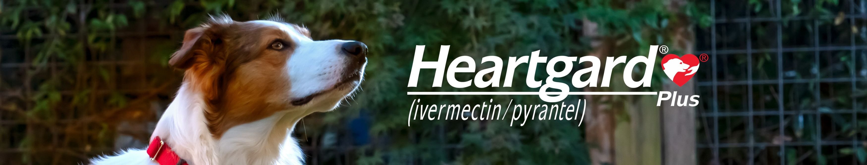 Heartgard Plus Chew for Dogs, 51-100 lbs, (Brown Box)
