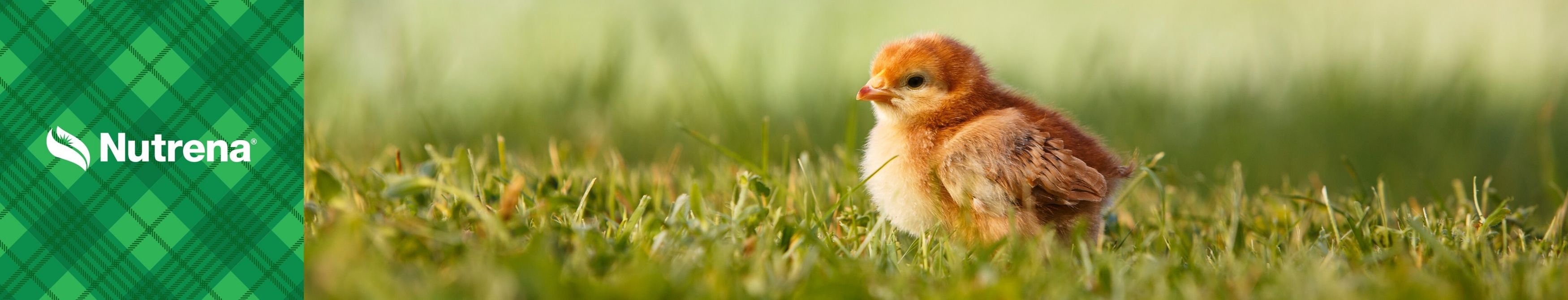 Nutrena NatureWise Layer 17% Protein Pellet Chicken Feed