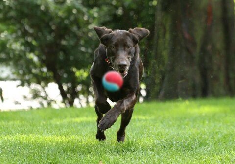 Galliprant (grapiprant) Tablets for Dogs