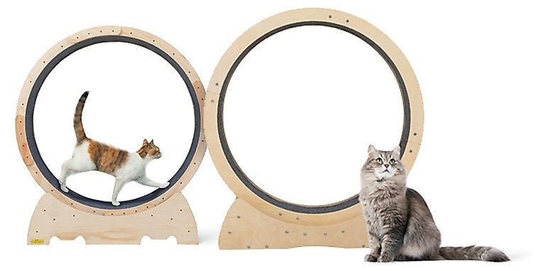 Chewy cat wheel 2025