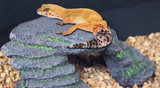 Penn-Plax Shale Ledge Aquarium & Terrarium Decor