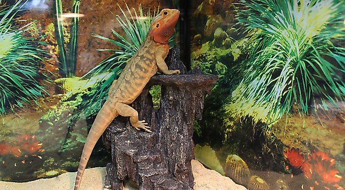 Penn-Plax Shale Ledge Aquarium & Terrarium Decor