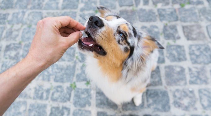 PetArmor 7 Way Dewormer for Hookworms, Roundworms & Tapeworms for Medium & Large Breed Dogs