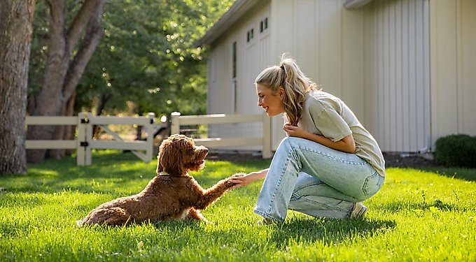 PetArmor Plus Flea & Tick Spot Treatment for Dogs, 5-22 lbs,