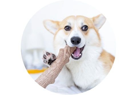 petstages dogwood stick safe to eat