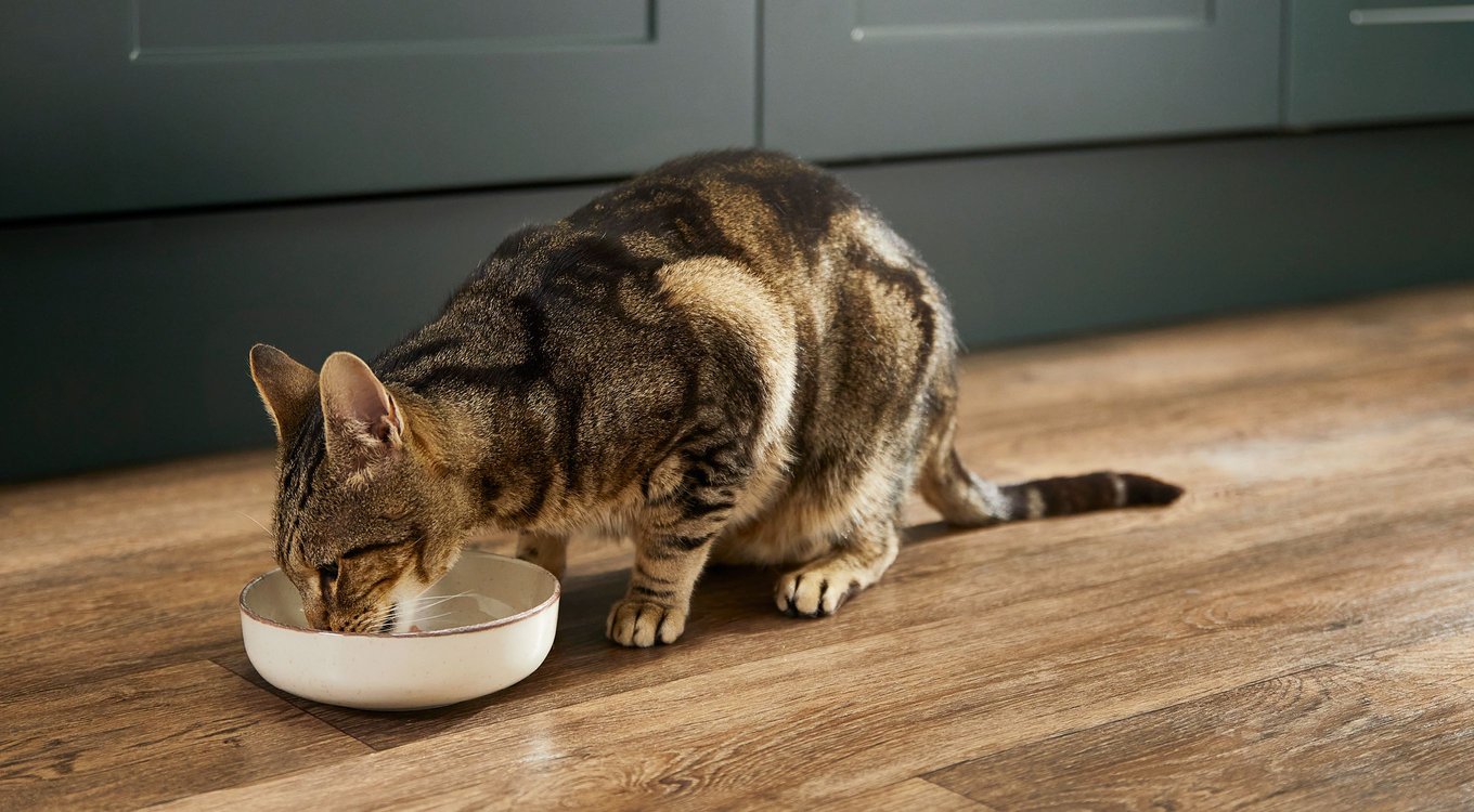 Reveal Natural Grain-free Tuna With Seaweed In Broth Flavored Wet Cat 