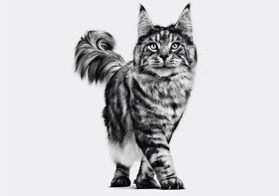 Royal Canin Maine Coon Adult Thin Slices in Gravy Wet Cat Food