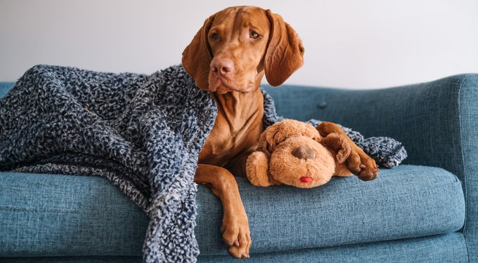 SNUGGLE PUPPY Original Snuggle Puppy Plush Dog Behavioral Aid Anxiety Relief Biscuit Chewy