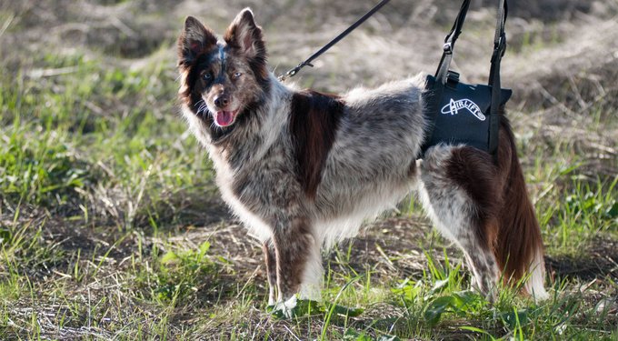 WALKABOUT Original Back End Harness Black Large Chewy