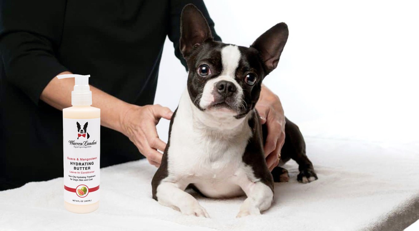 WARREN LONDON Soothing & Itch Relieving Oatmeal Dog Shampoo, 17-fl oz ...