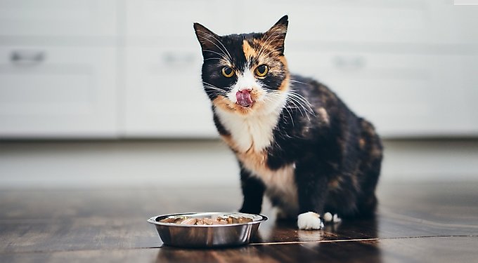 Weruva Cats in the Kitchen Pumpkin Jack Splash Tuna in Pumpkin Soup Grain-Free Cat Food Pouches
