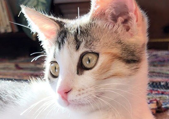 Weruva Kitten Chicken Formula Au Jus Grain-Free Wet Cat Food