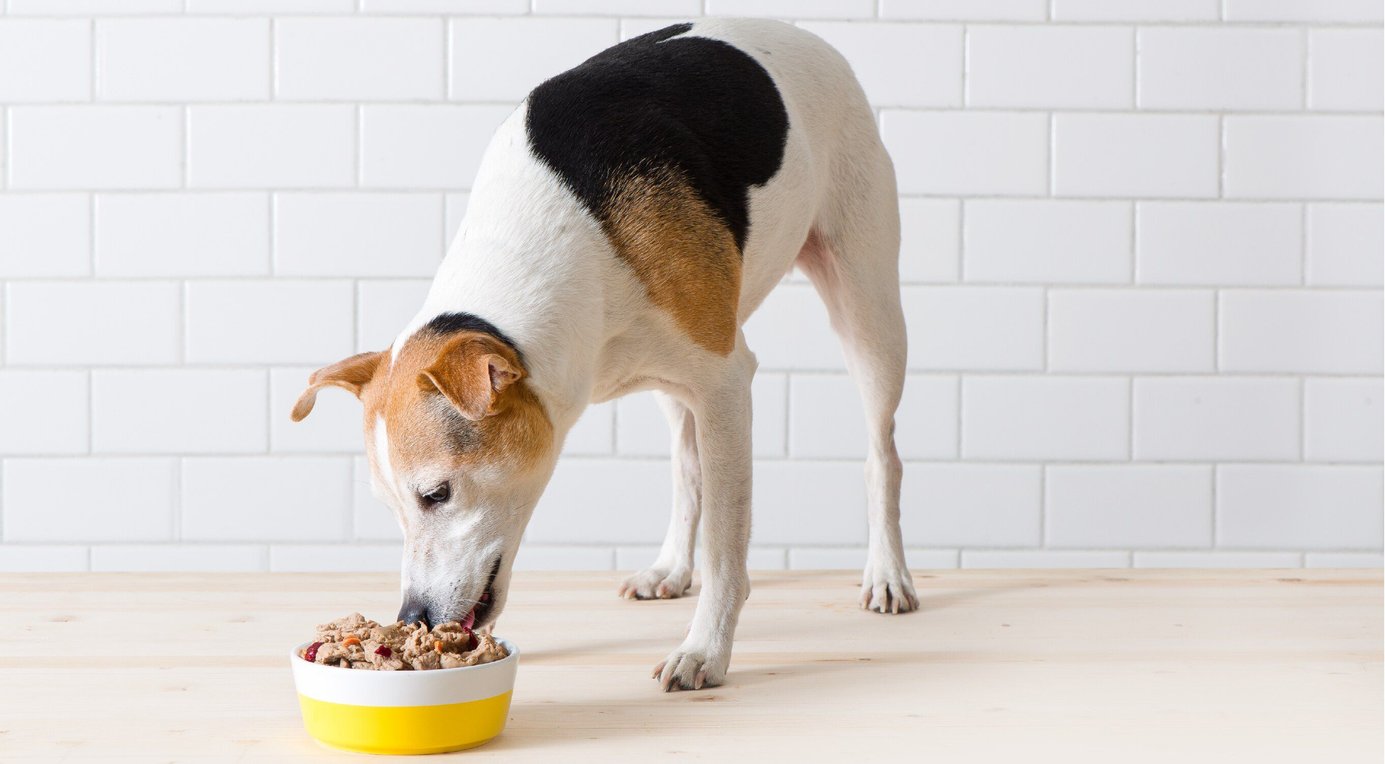 FRESHPET Vital Chicken, Beef, Salmon & Egg Recipe GrainFree Fresh Dog