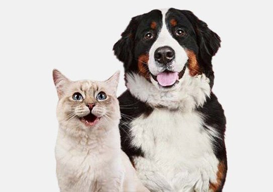 Zymox Topical Cream Inflammation Relief Hydrocortisone 1.0% for Dogs & Cats