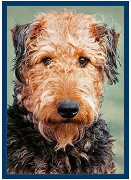 Blue Buffalo Life Protection Formula Adult Beef & Brown Rice Recipe Dry Dog Food