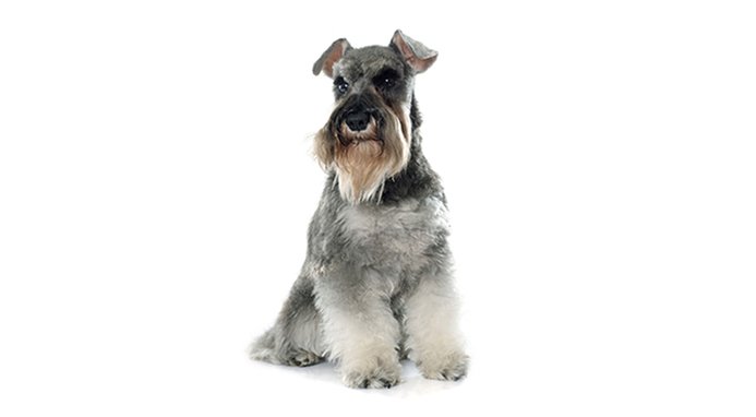 Blue Buffalo Life Protection Formula Adult Chicken & Brown Rice Recipe Dry Dog Food