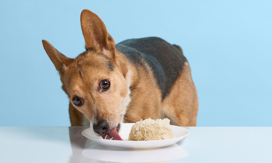 Dog can eat rice best sale