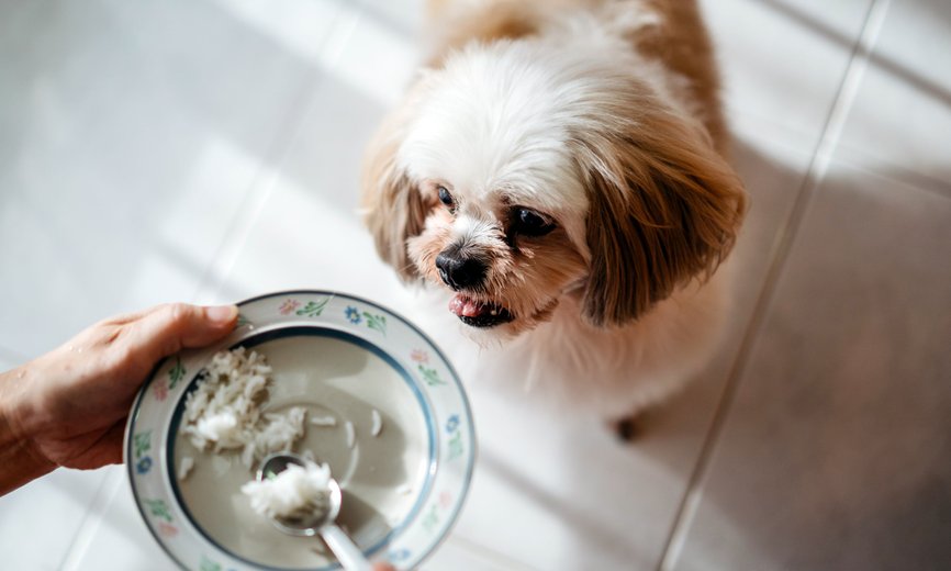 Chicken and rice fashion diet for dogs