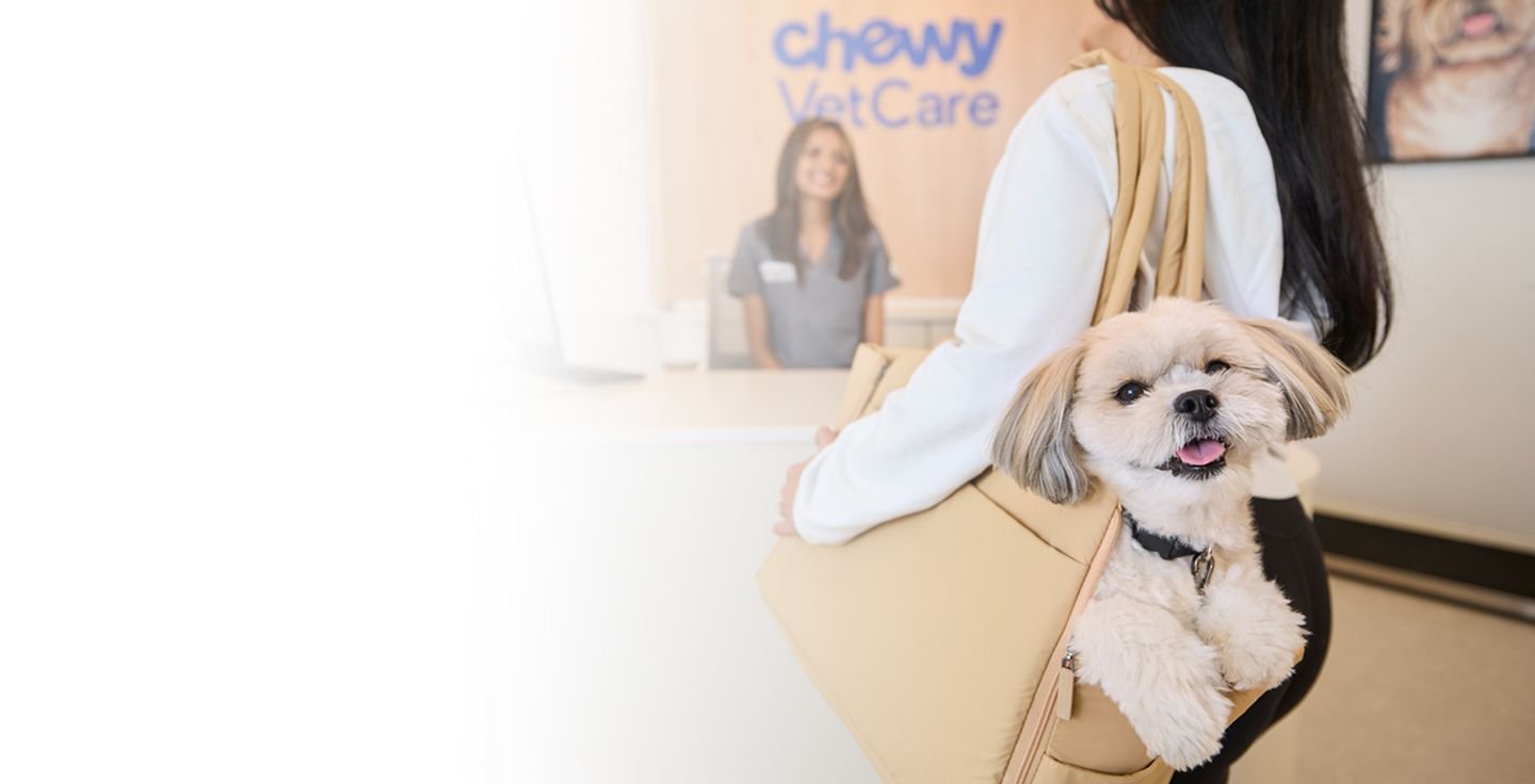 A veterinary professional playing with a dog