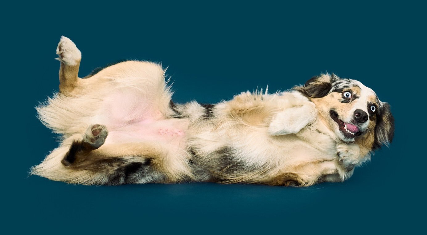 NOM NOM FreshlyMade Frozen Sampler Pack Dog Food, 14oz pouch, case of